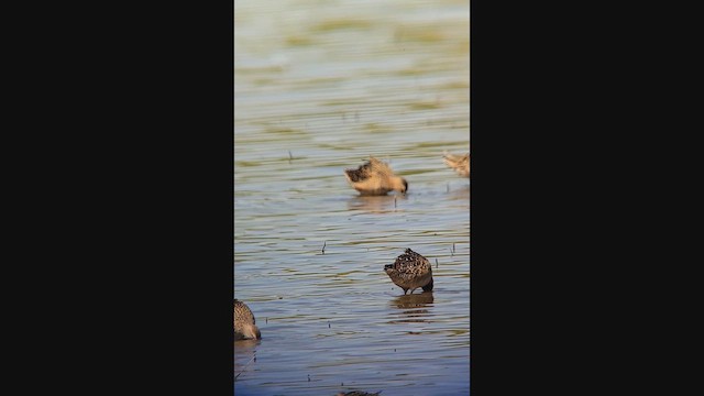 Uzun Gagalı Suçulluğu - ML644967300