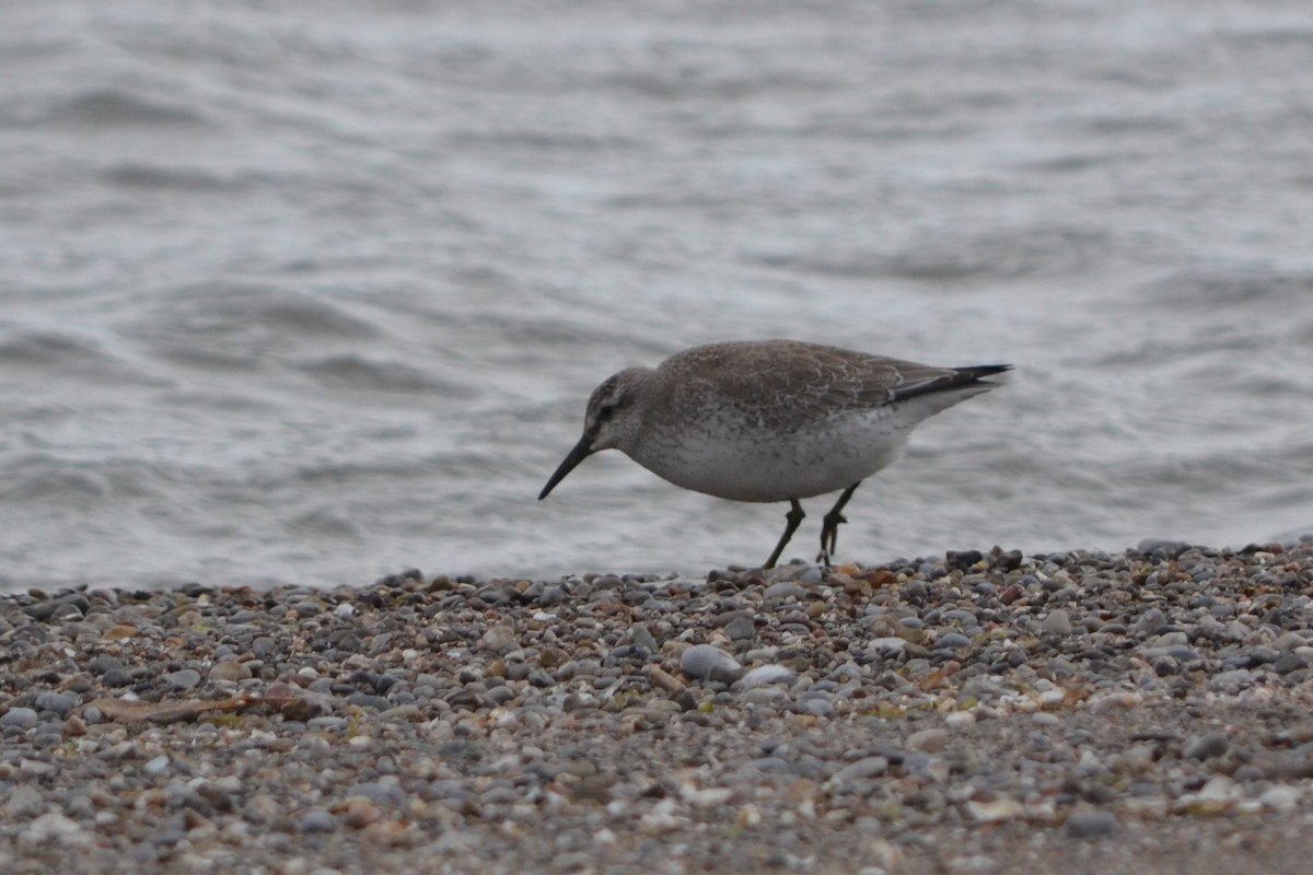 jespák rezavý - ML644967305