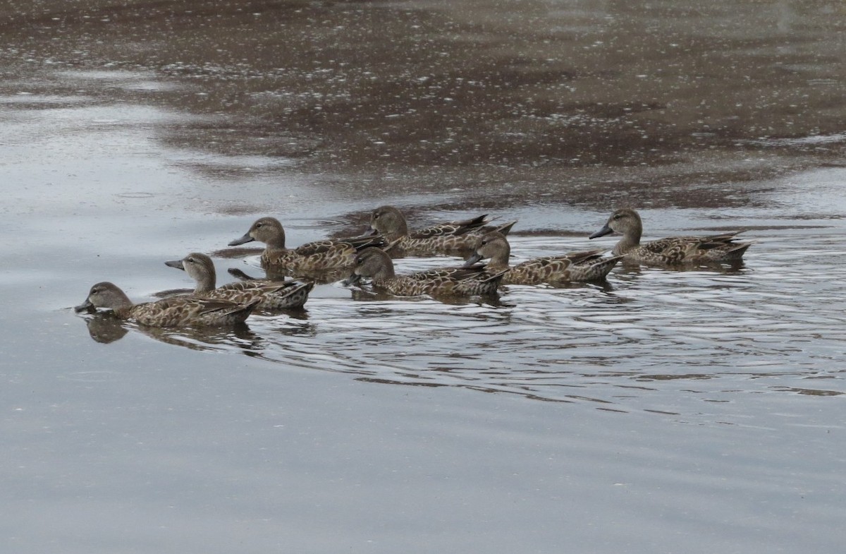 Blue-winged Teal - ML644967317