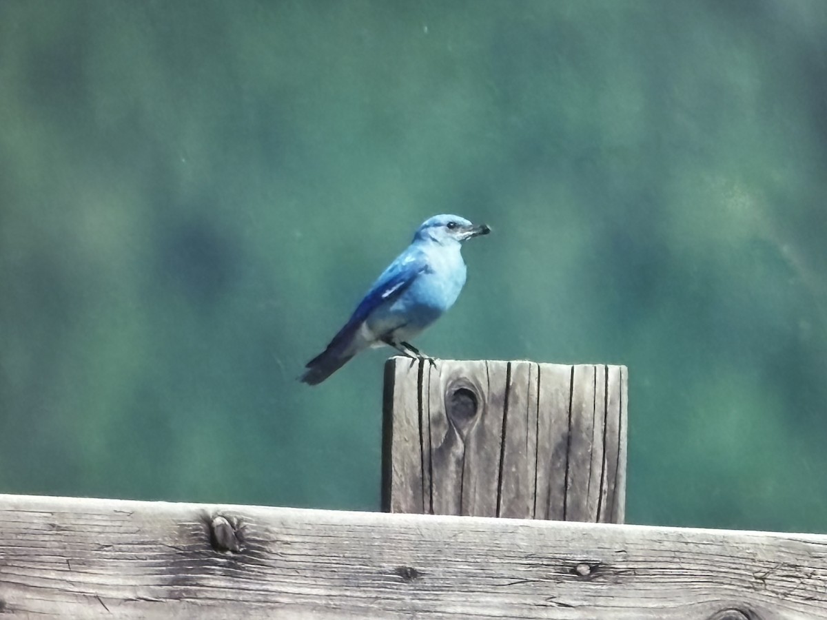Mountain Bluebird - ML644967332