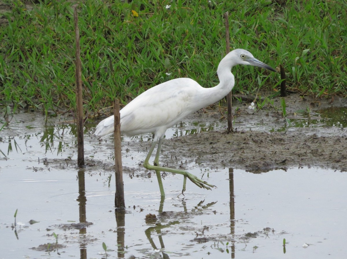 Little Blue Heron - ML644967335