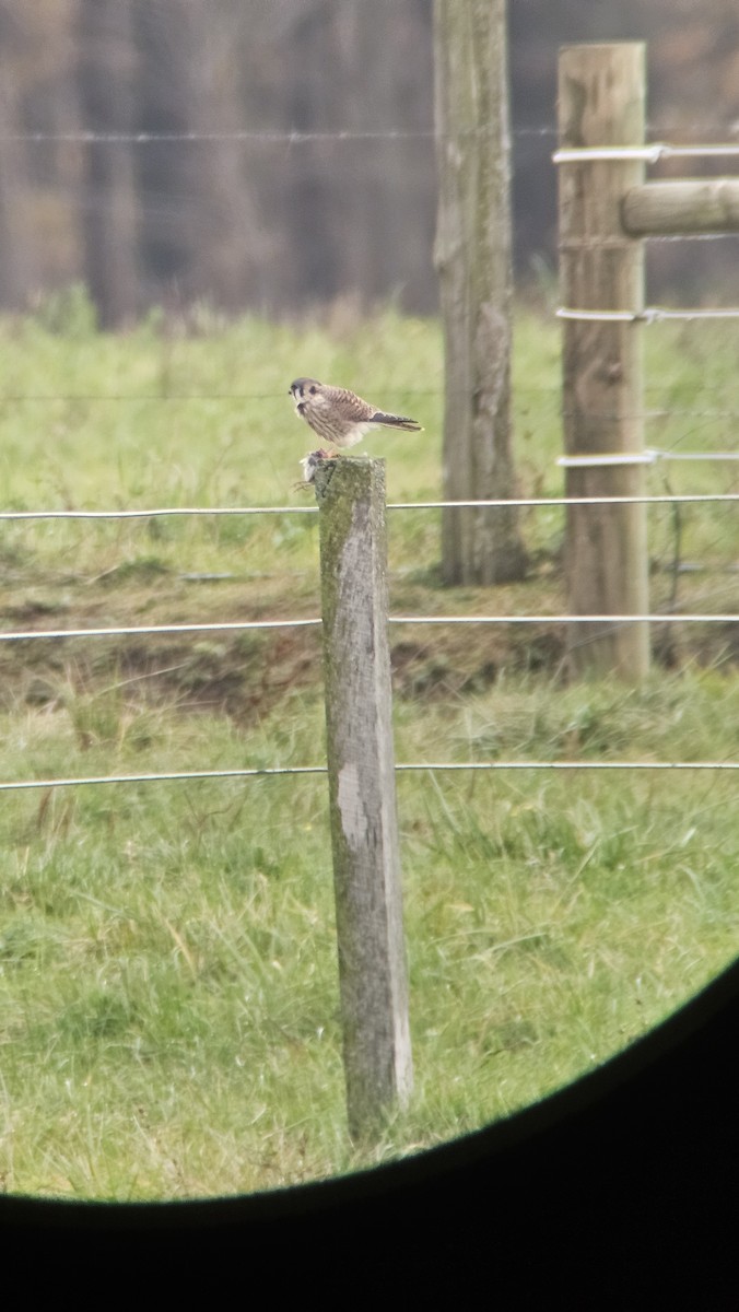 American Kestrel - ML644967340