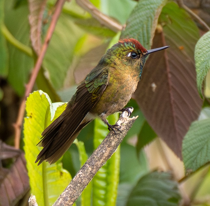 Rufous-capped Thornbill - ML644967343