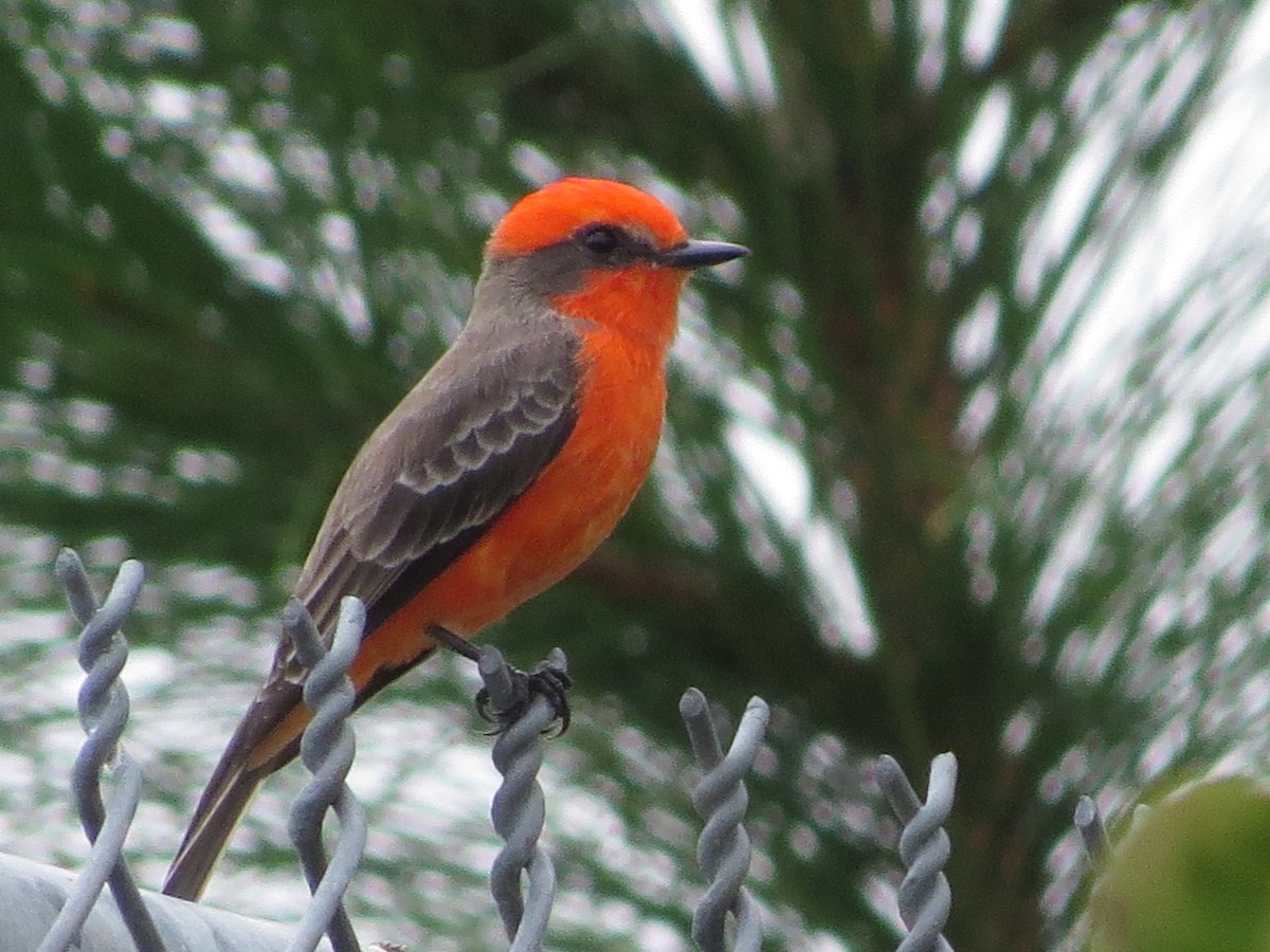 Vermilion Flycatcher - ML644967346
