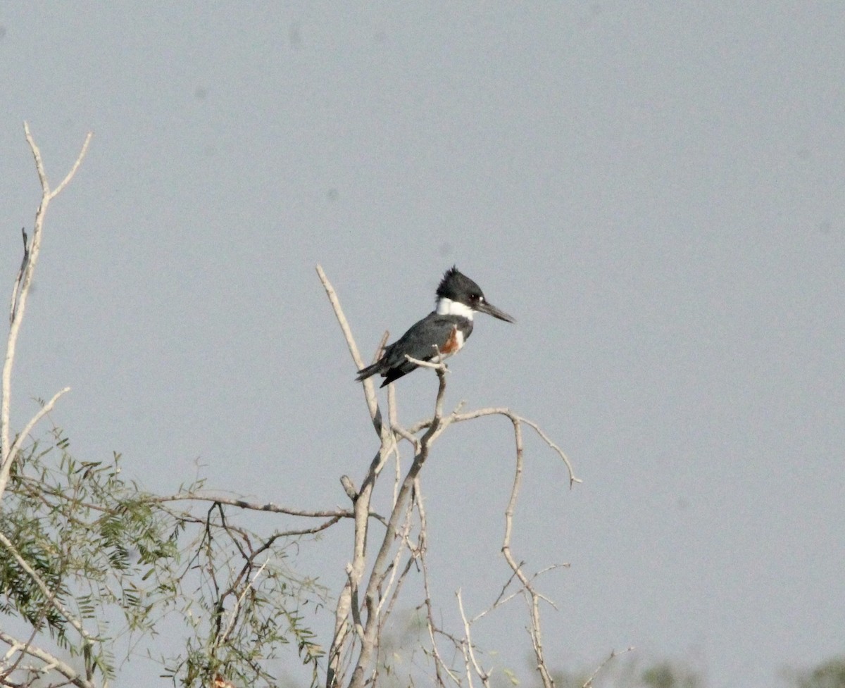 Belted Kingfisher - ML644967373