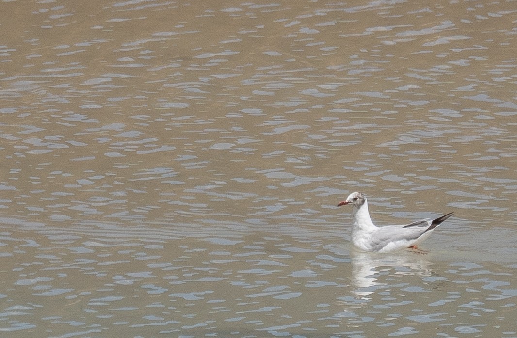 Gaviota Centroasiática - ML644967381