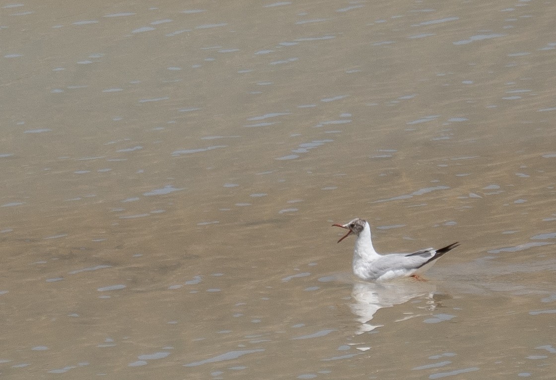 Gaviota Centroasiática - ML644967382