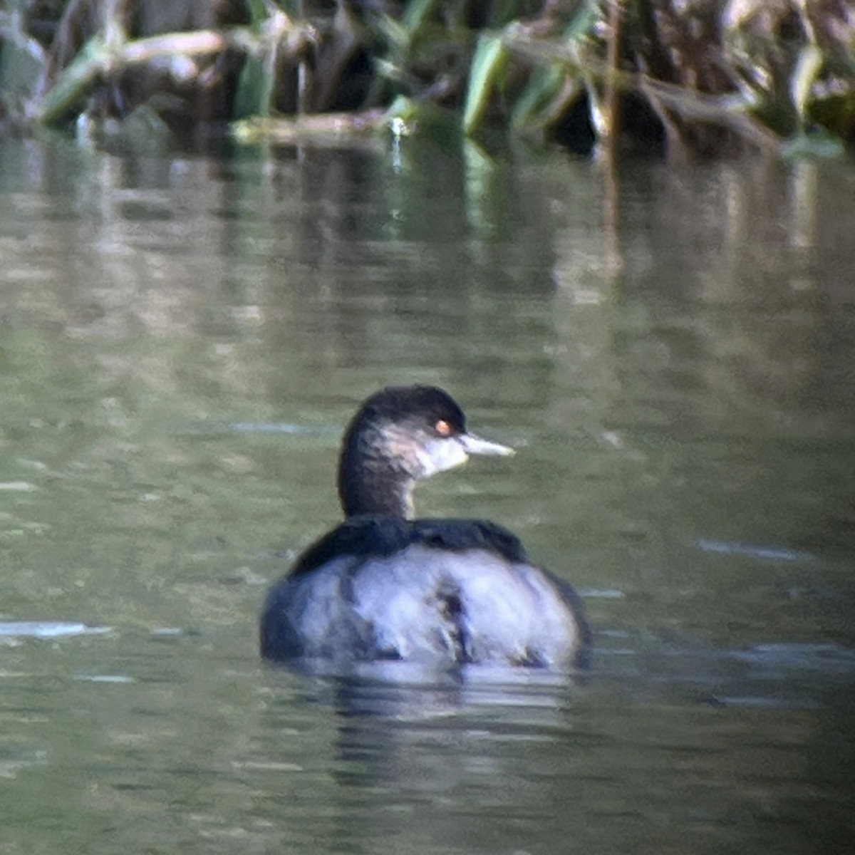 黑頸鸊鷉 - ML644967383
