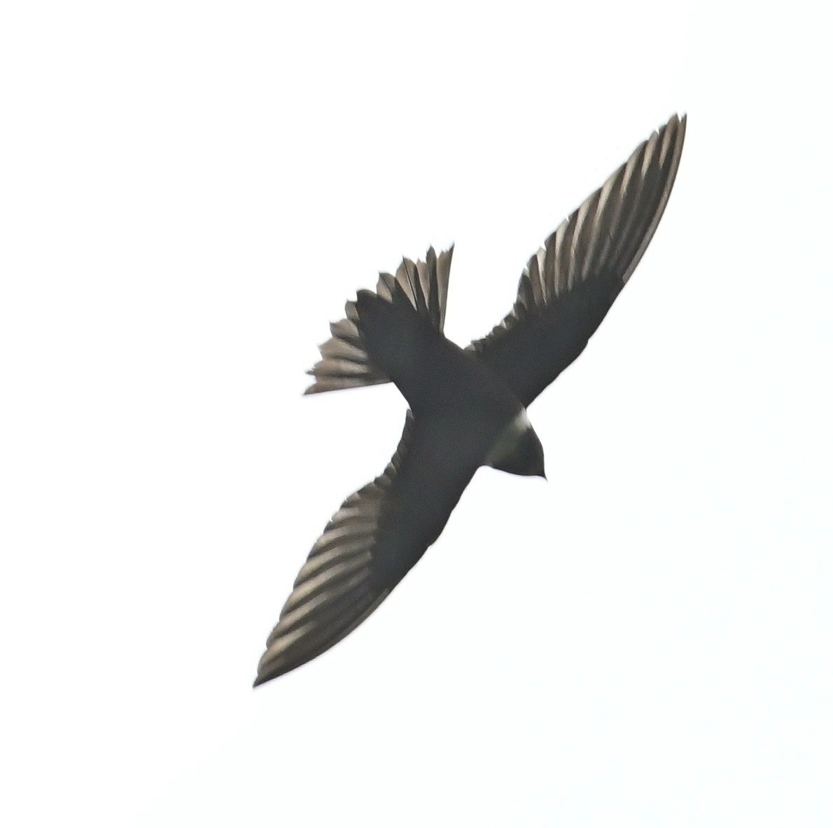 Vencejo Acollarado - ML644967387