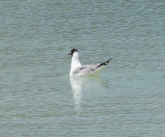 Gaviota Centroasiática - ML644967393
