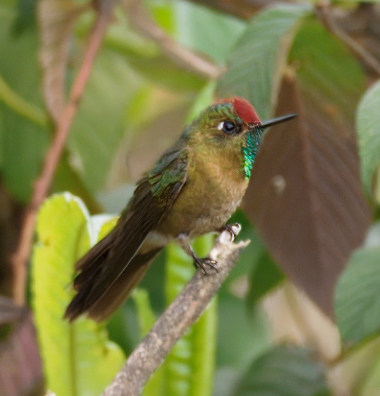 Rufous-capped Thornbill - ML644967395