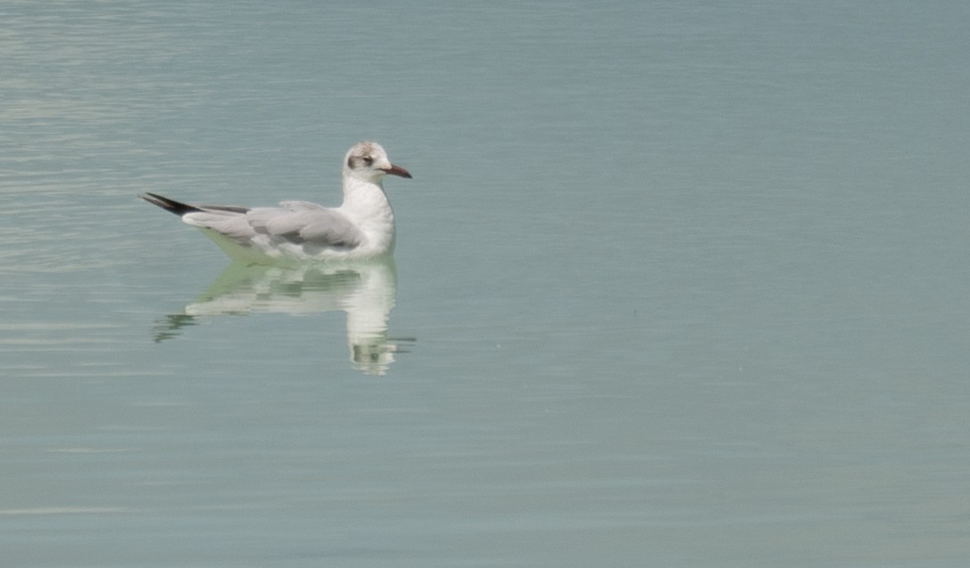 Gaviota Centroasiática - ML644967399