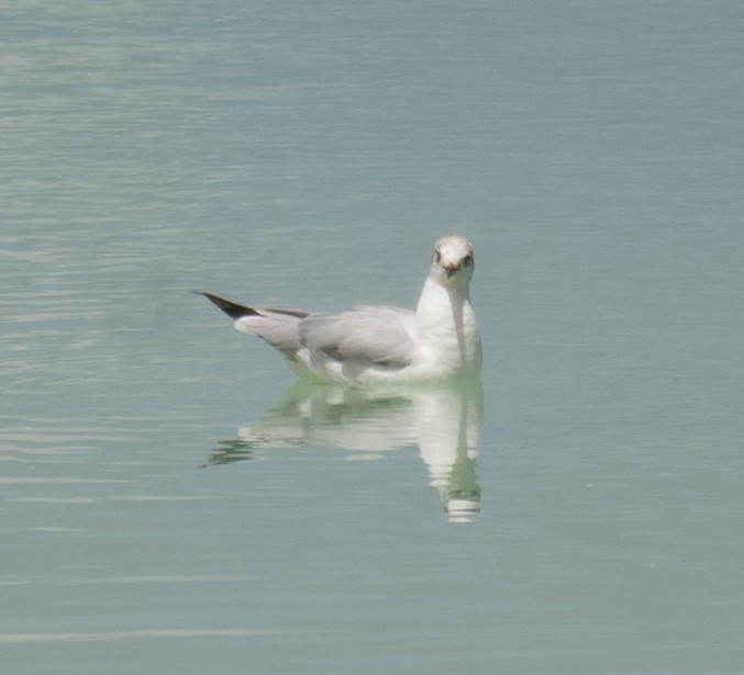Gaviota Centroasiática - ML644967400