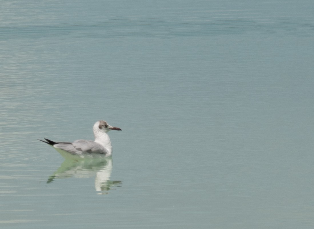 Gaviota Centroasiática - ML644967401