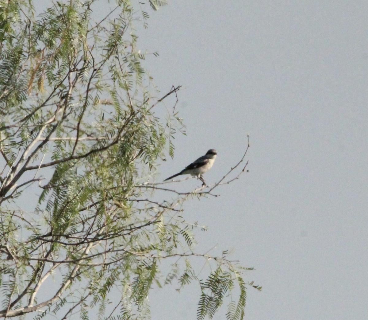 Loggerhead Shrike - ML644967410