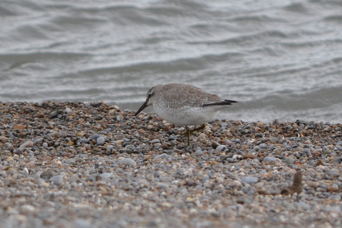 jespák rezavý - ML644967416