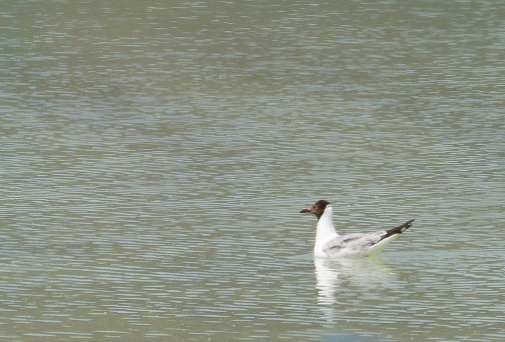 Gaviota Centroasiática - ML644967417