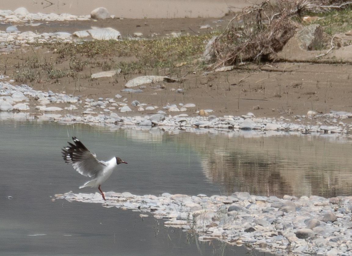Gaviota Centroasiática - ML644967418