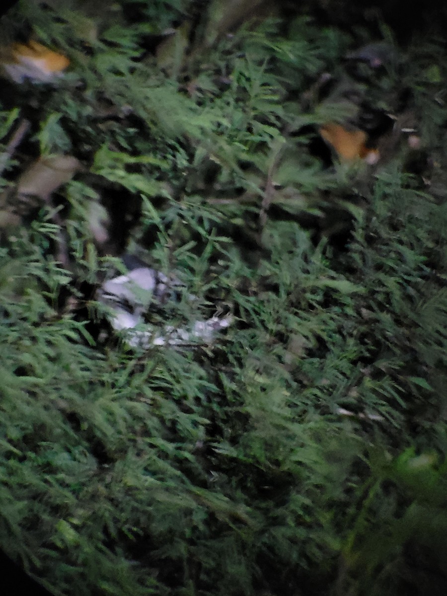 Fork-tailed Flycatcher - ML644967451