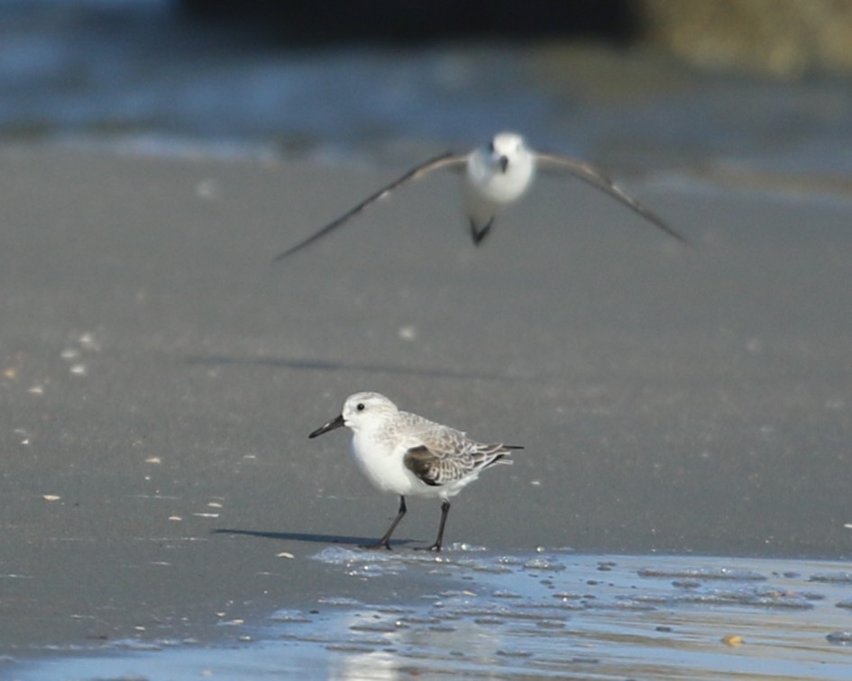 Txirri zuria - ML644967460