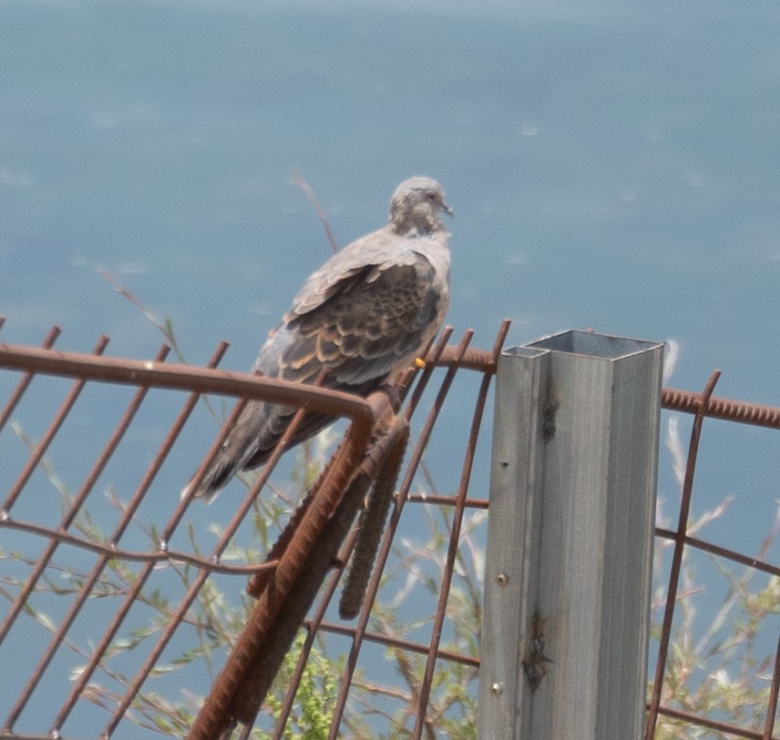 Oriental Turtle-Dove - ML644967469