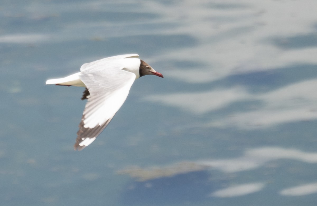 Gaviota Centroasiática - ML644967494