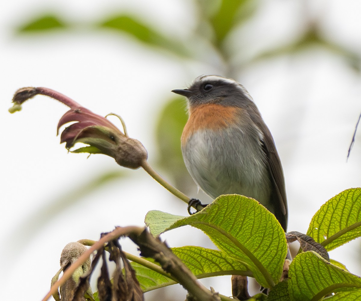 Rufous-breasted Chat-Tyrant - ML644967509