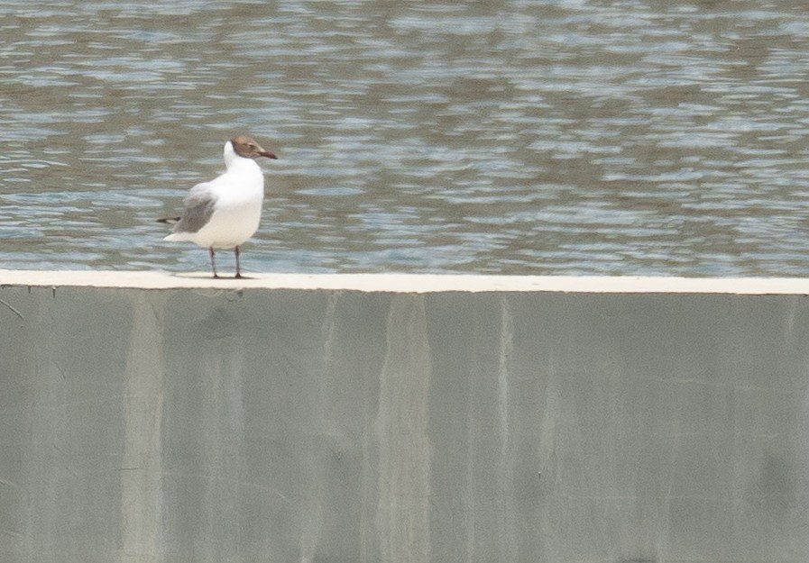 Gaviota Centroasiática - ML644967521