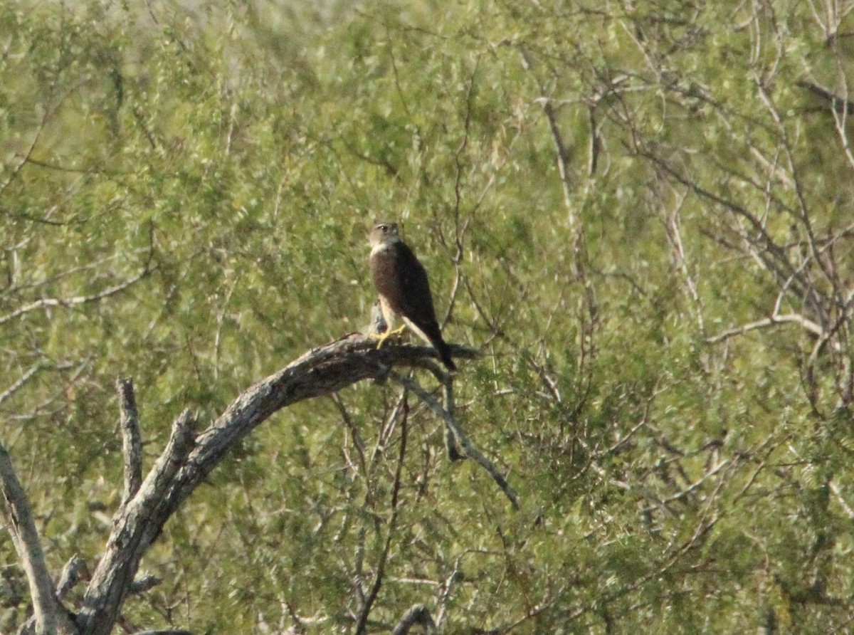 Merlin - ML644967523