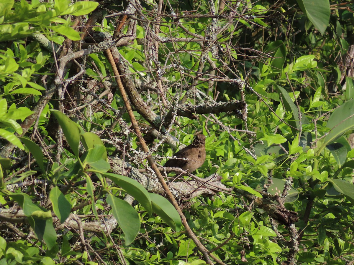 Black-billed Thrush - ML644967537