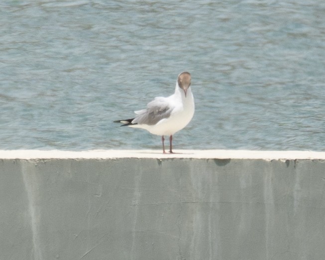 Gaviota Centroasiática - ML644967538
