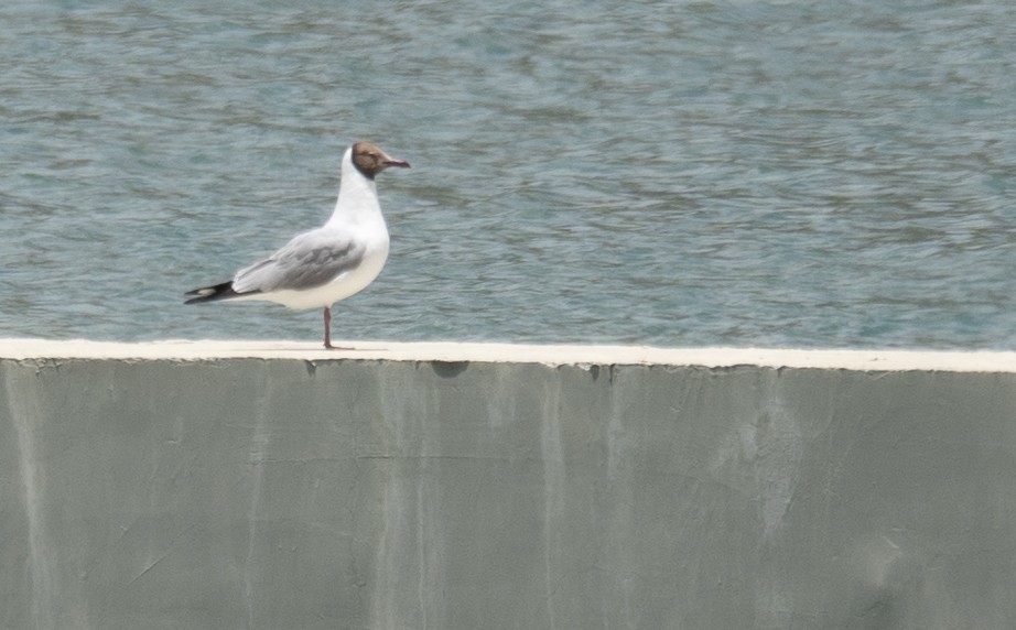 Gaviota Centroasiática - ML644967539