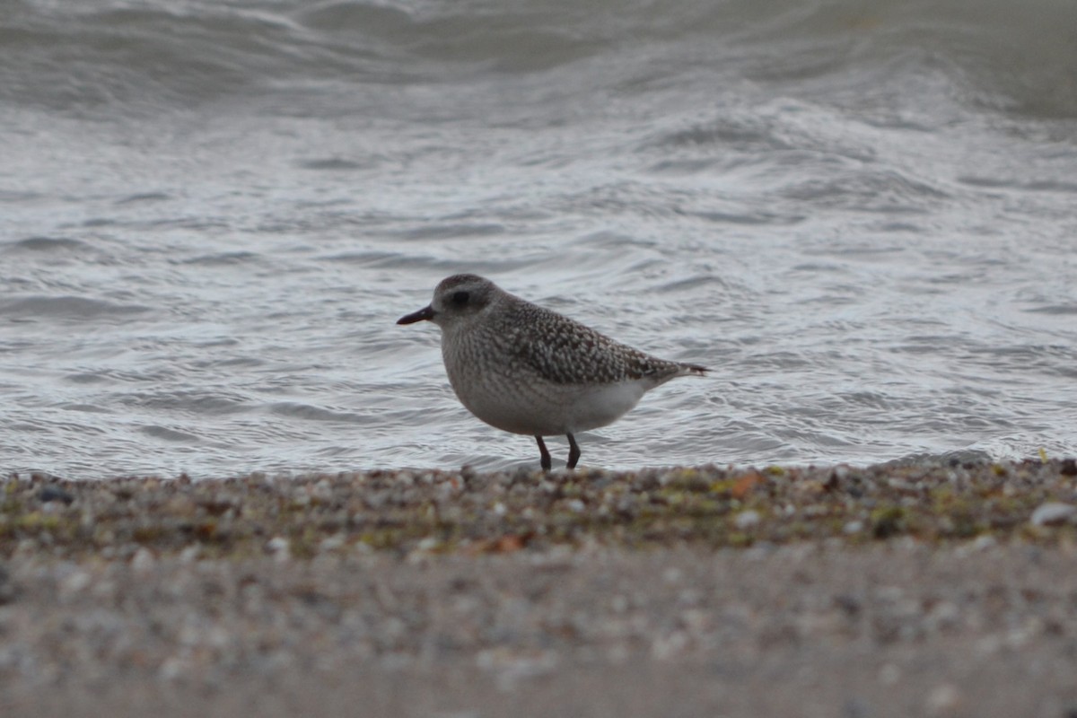 Black-bellied Plover - ML644967553
