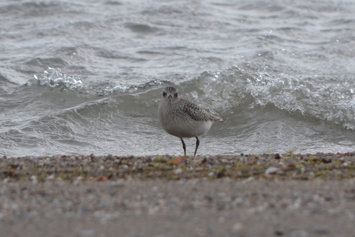 Black-bellied Plover - ML644967554