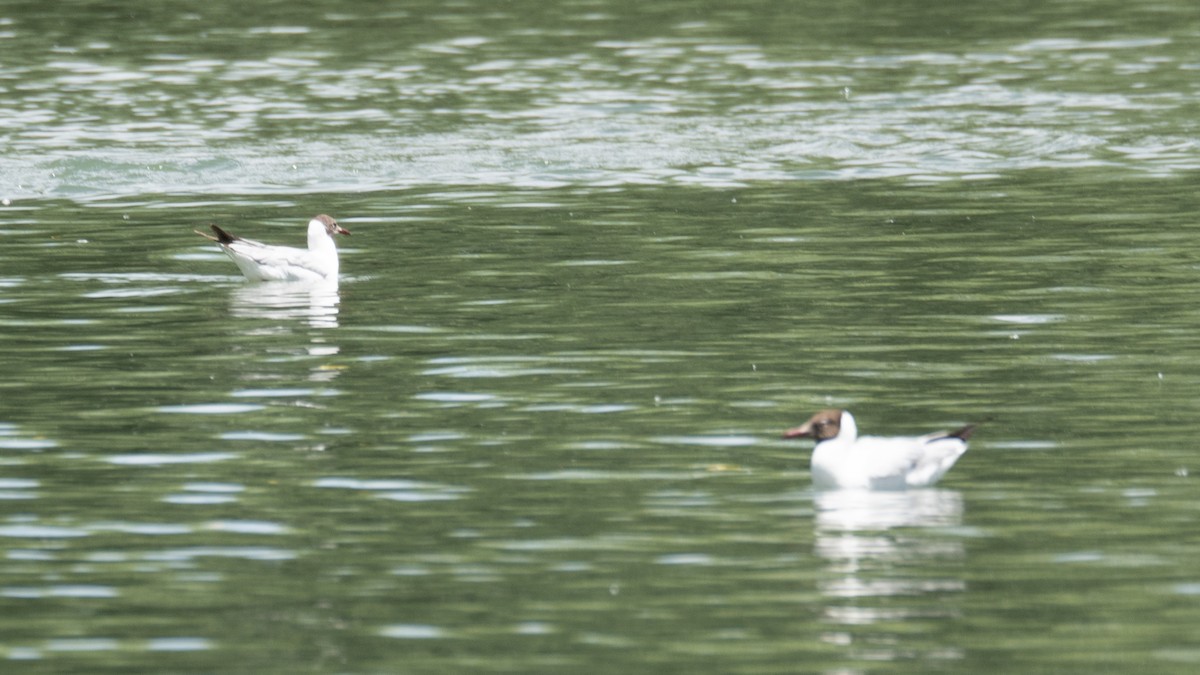 Gaviota Centroasiática - ML644967576