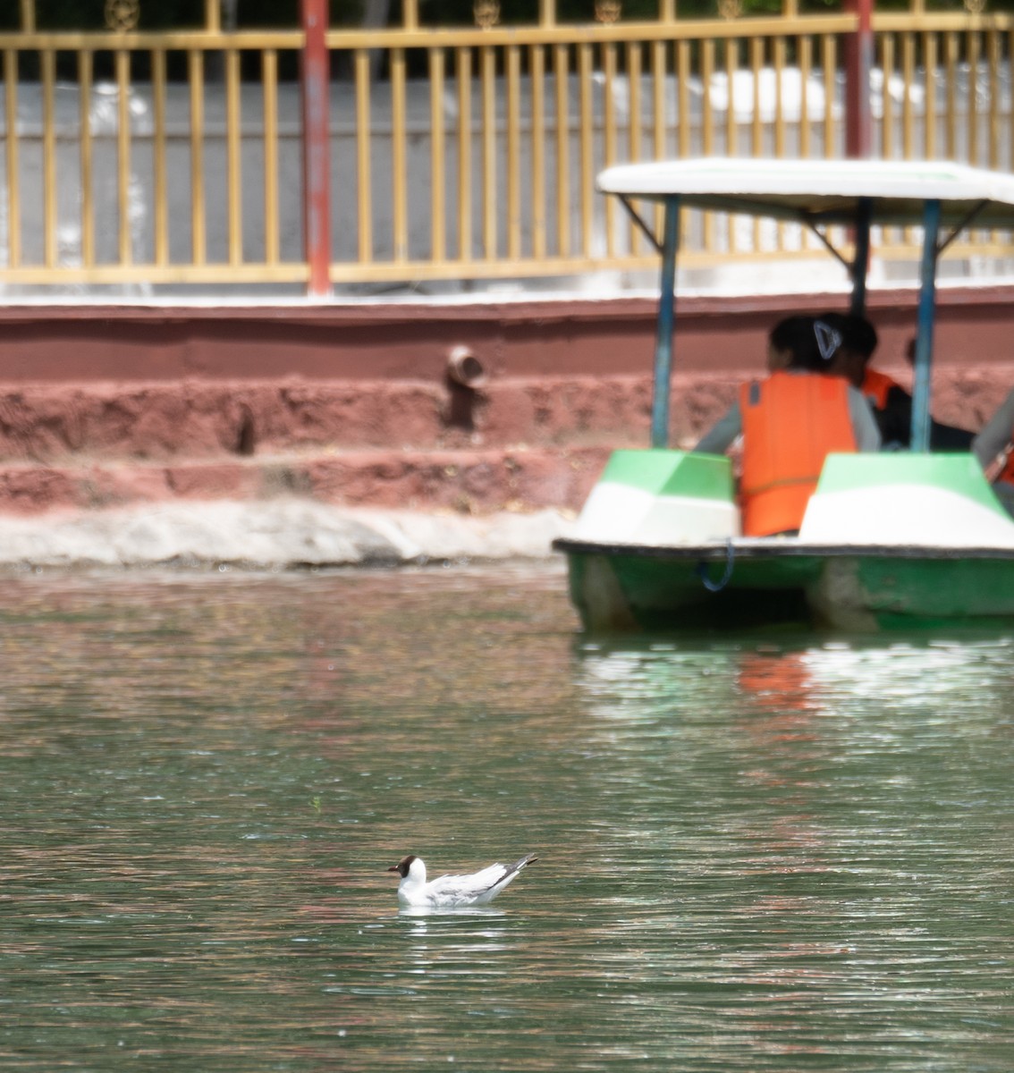 Gaviota Centroasiática - ML644967577