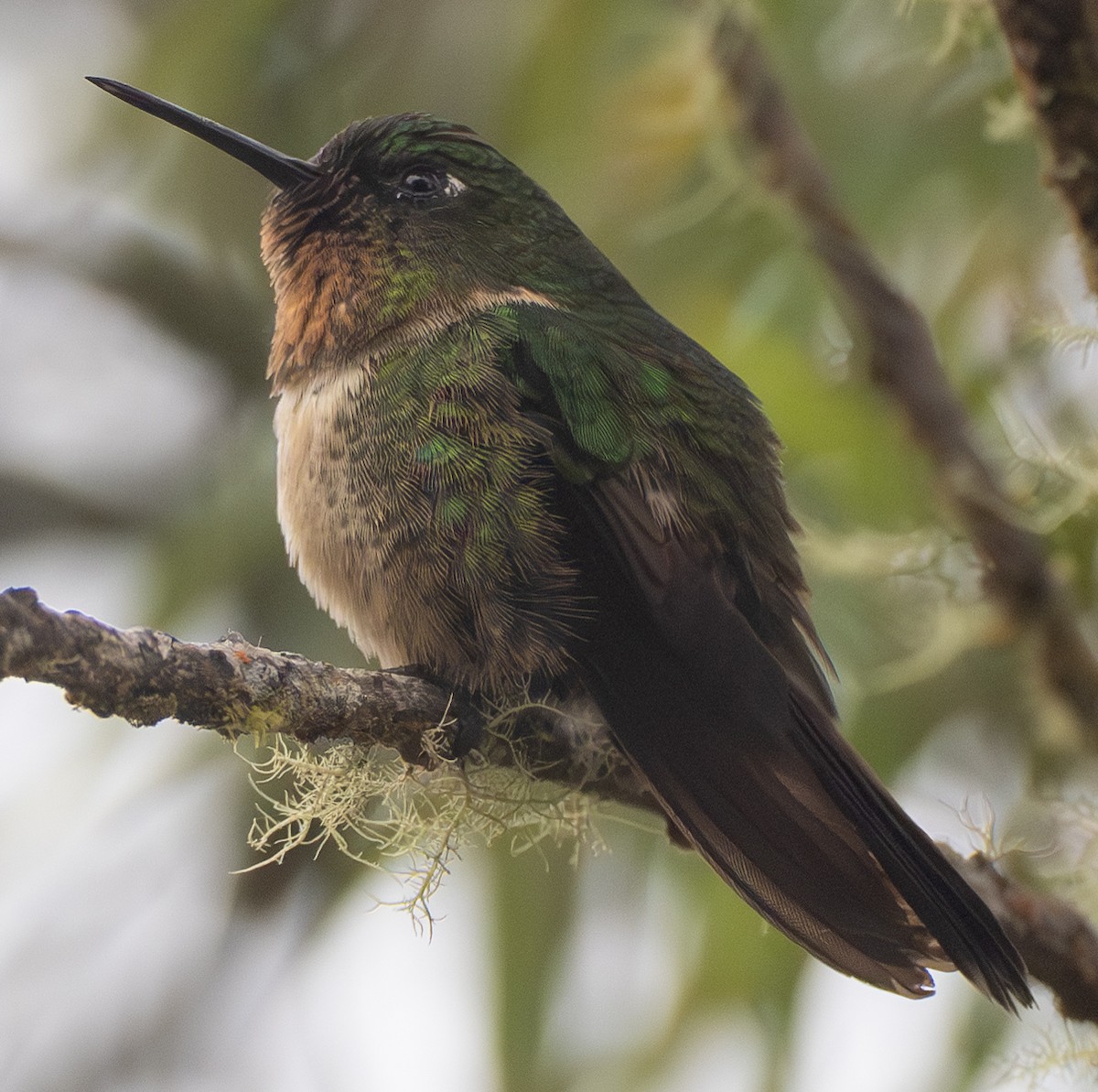 Ametist Kolyeli Günmeleği - ML644967583