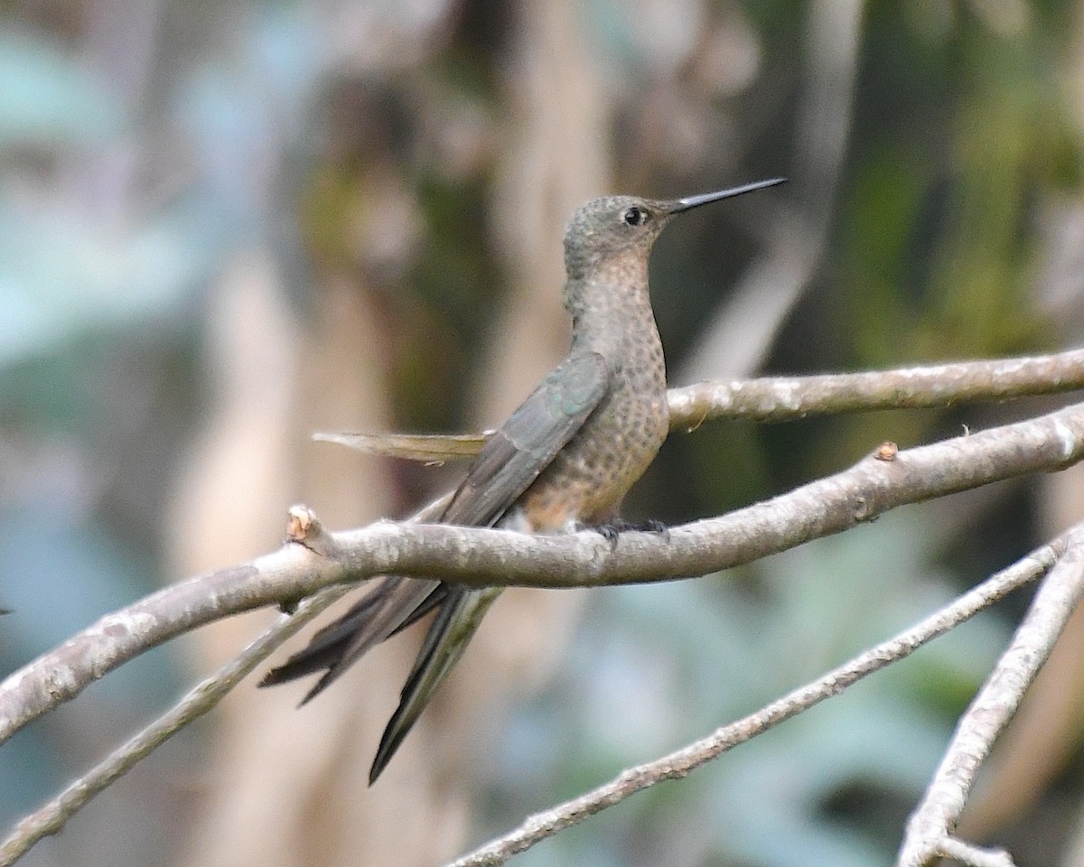 Giant Hummingbird - ML644967593