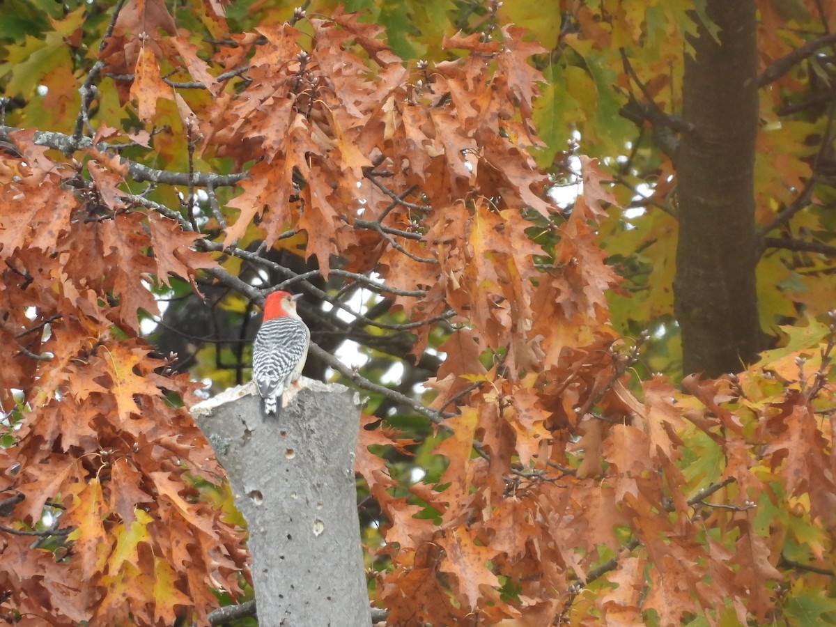 Red-bellied Woodpecker - ML644967594