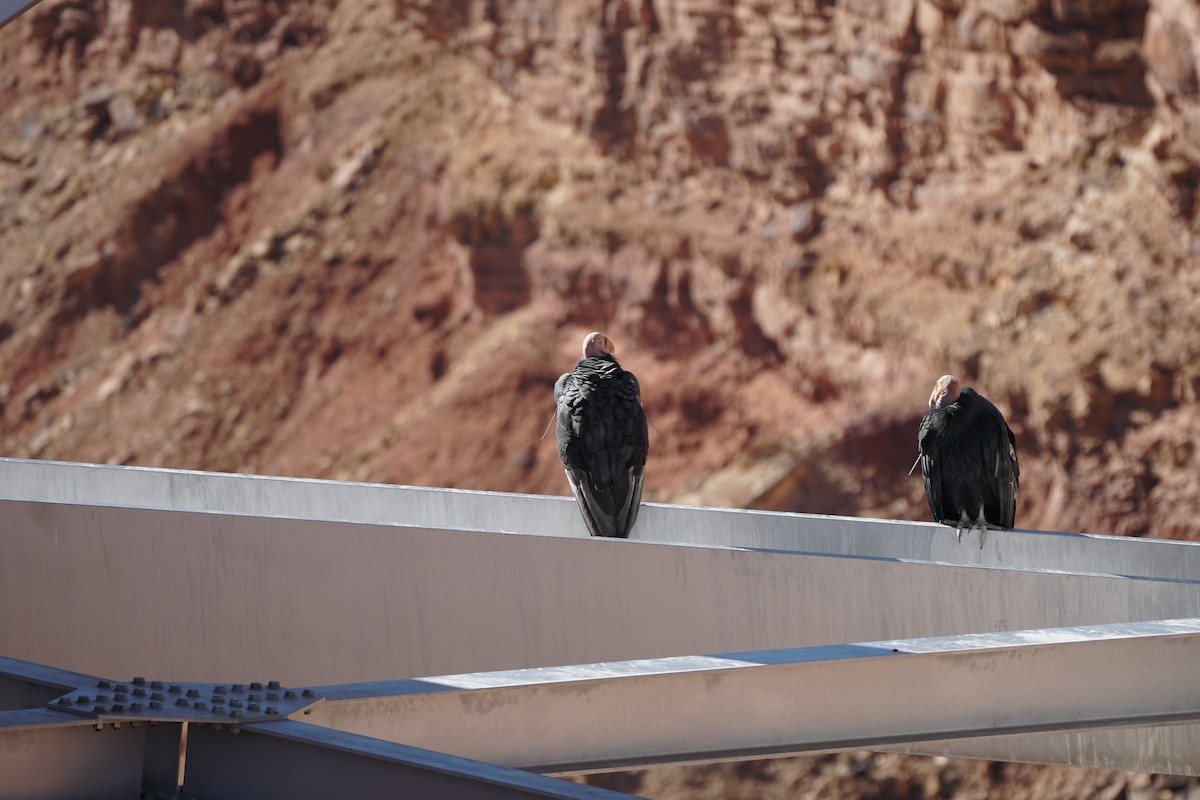 California Condor - ML644967606