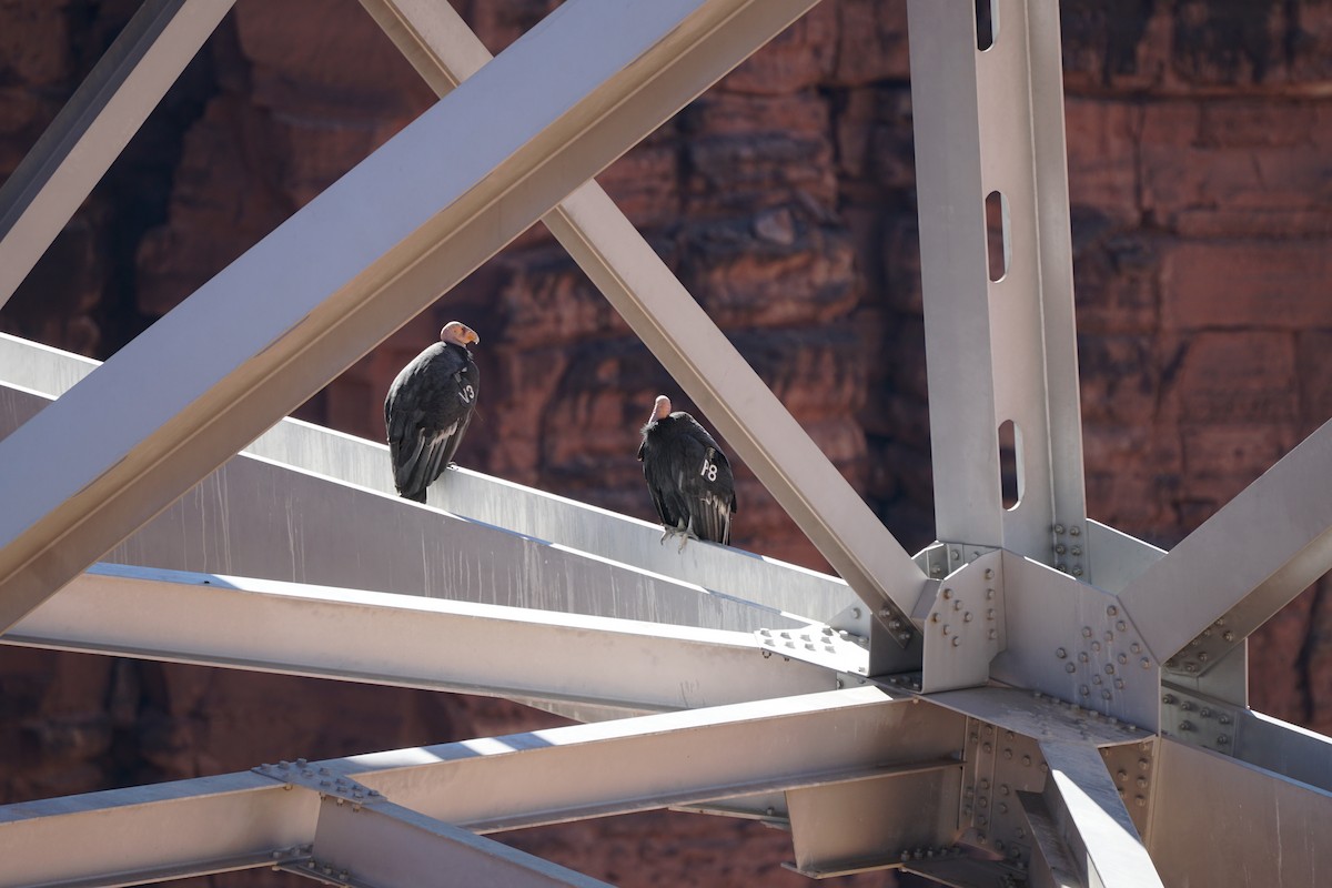 California Condor - ML644967607