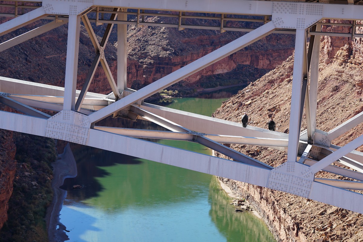 California Condor - ML644967609