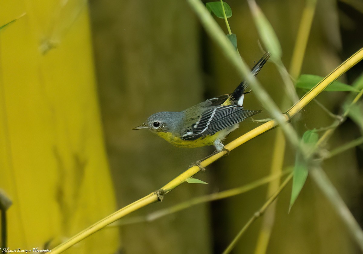Magnolia Warbler - ML644967613