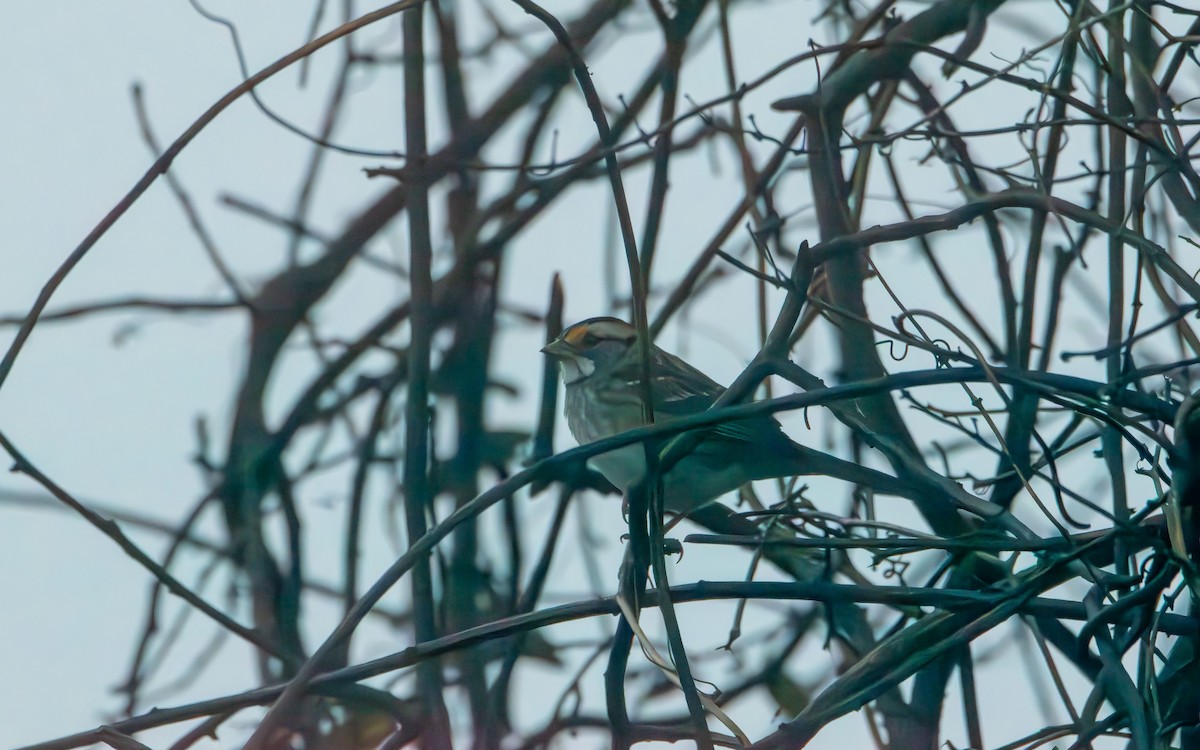 White-throated Sparrow - ML644967619
