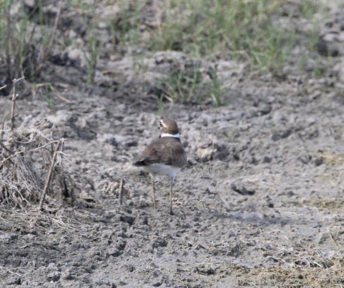 Killdeer - ML644967625