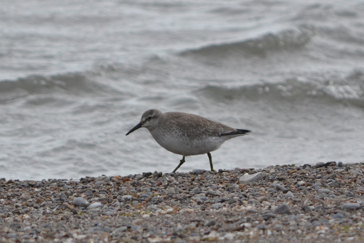 jespák rezavý - ML644967631