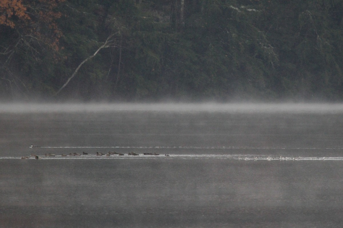 American Black Duck - ML644967649