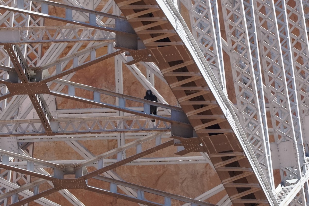 California Condor - ML644967651