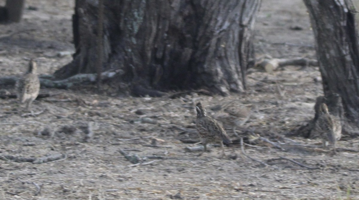 Northern Bobwhite - ML644967667