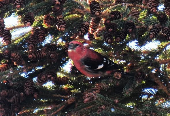 båndkorsnebb - ML644967668